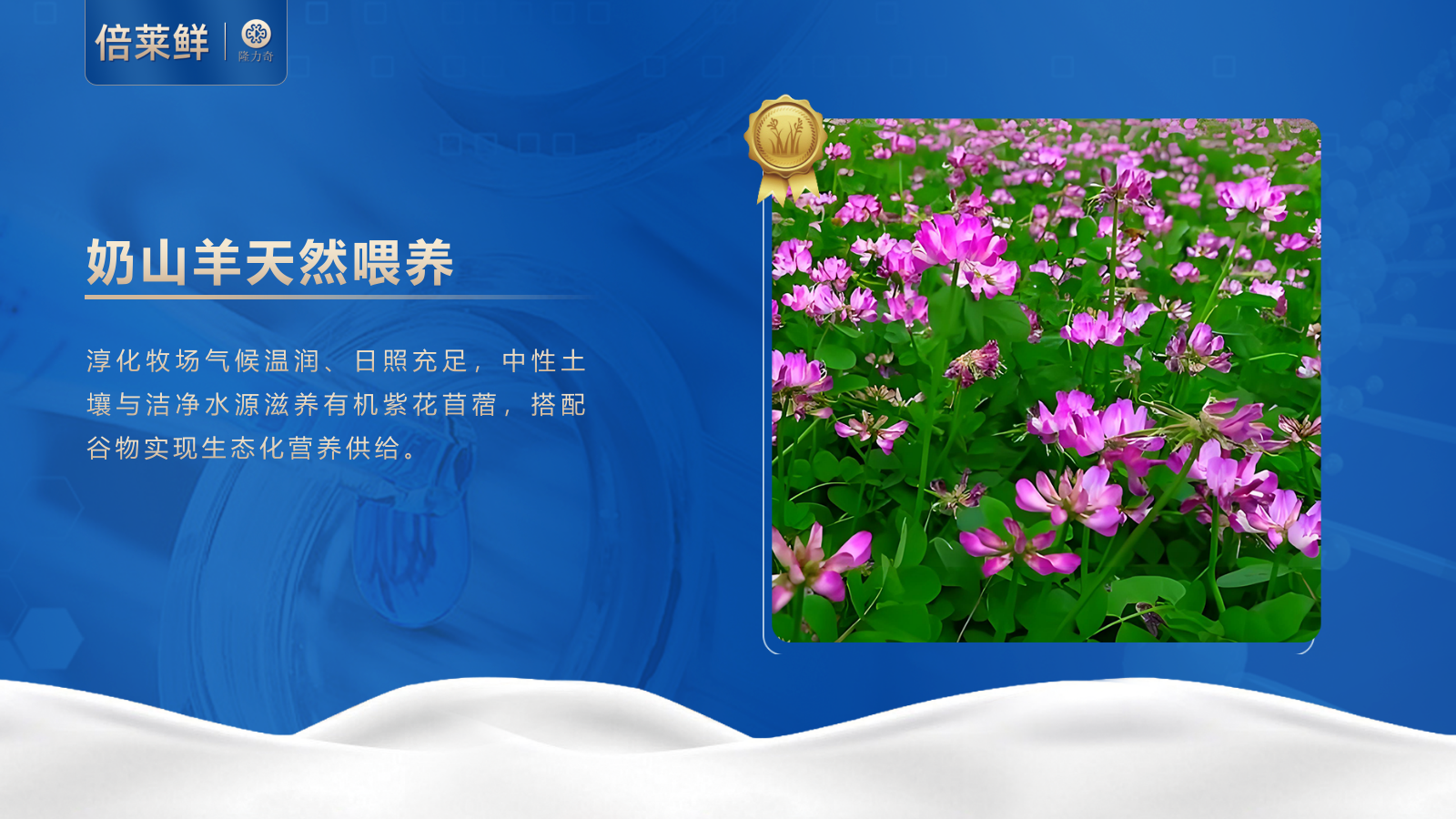 倍莱鲜 白芸豆提取物乳酸菌羊乳粉运动营养食品（耐力类）2025_15.png