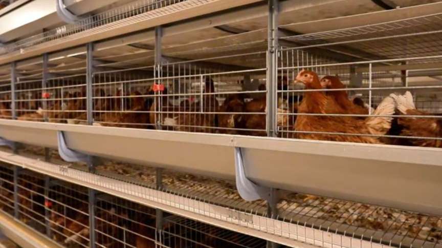 现代化鸡舍外观