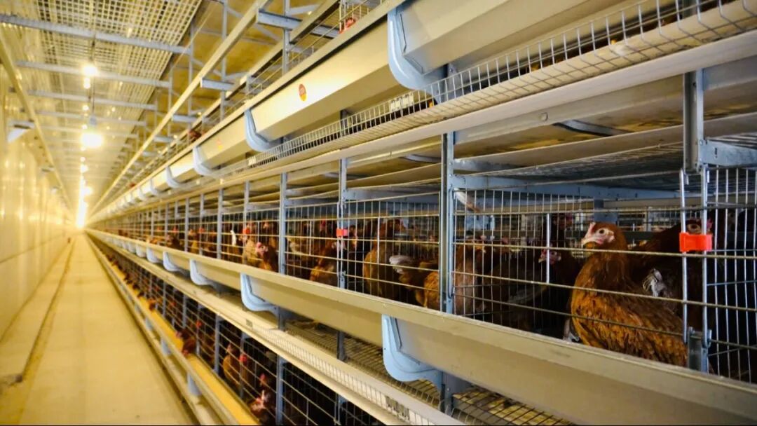 现代化丹东鸡舍内部