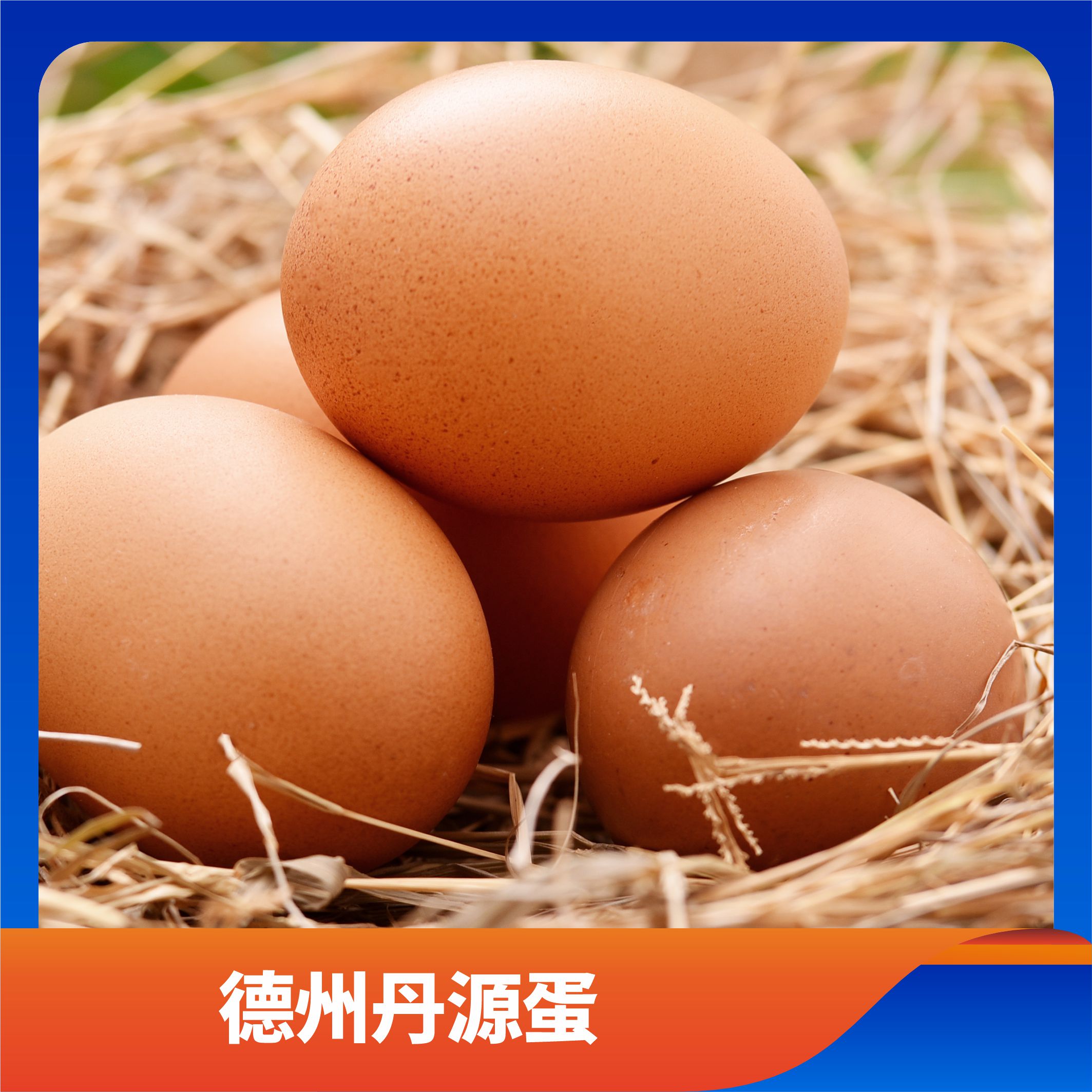 德州丹源蛋/预售订购单