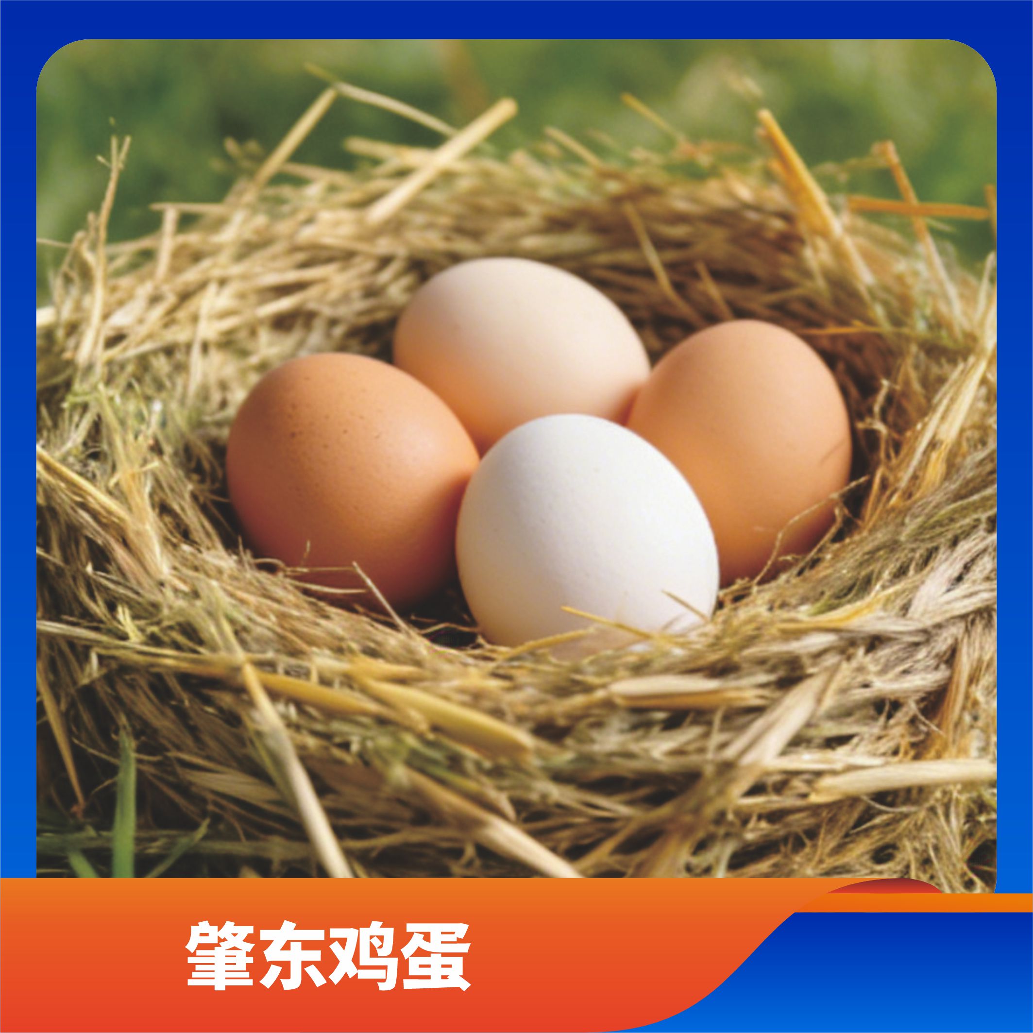 肇东鸡蛋/预售订购单